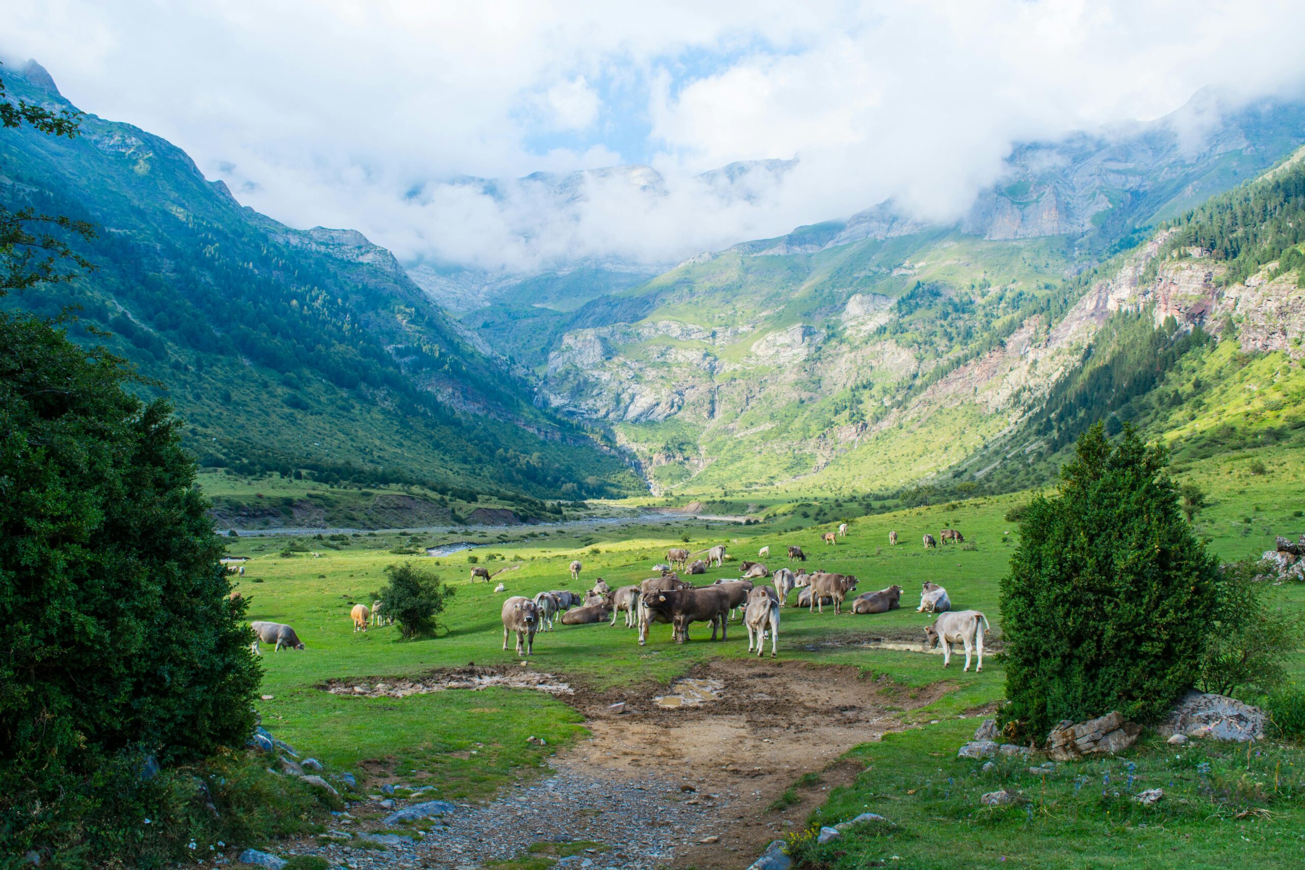 cows